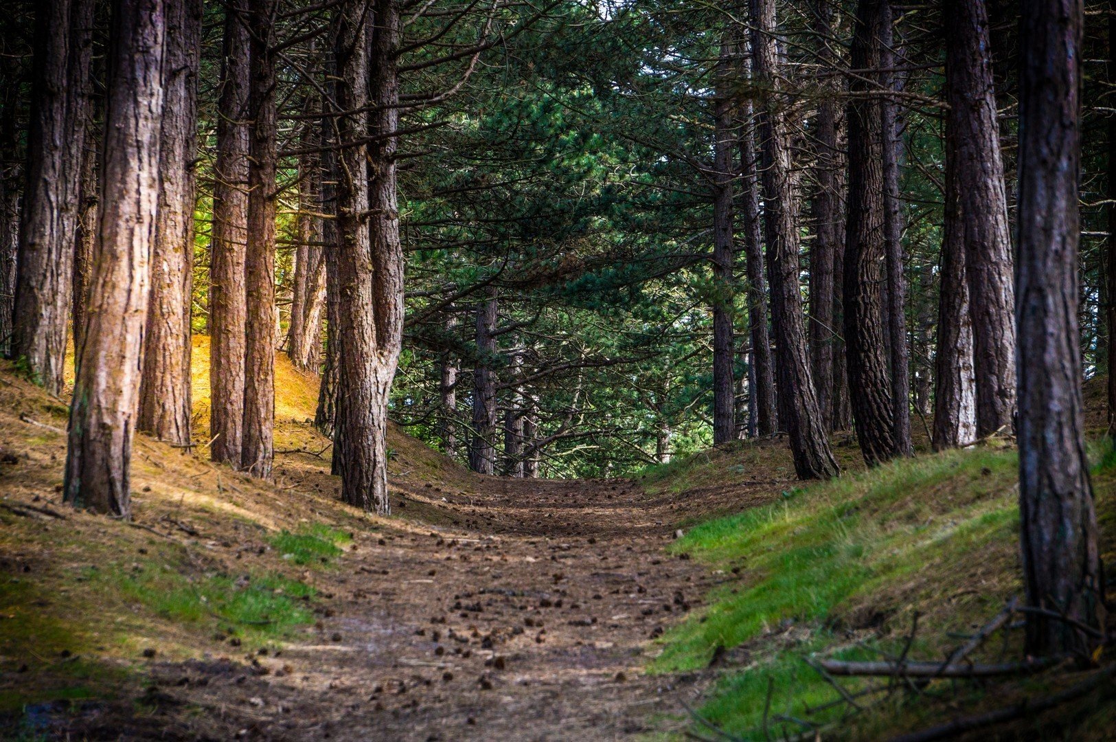 Boswandeling op vlieland