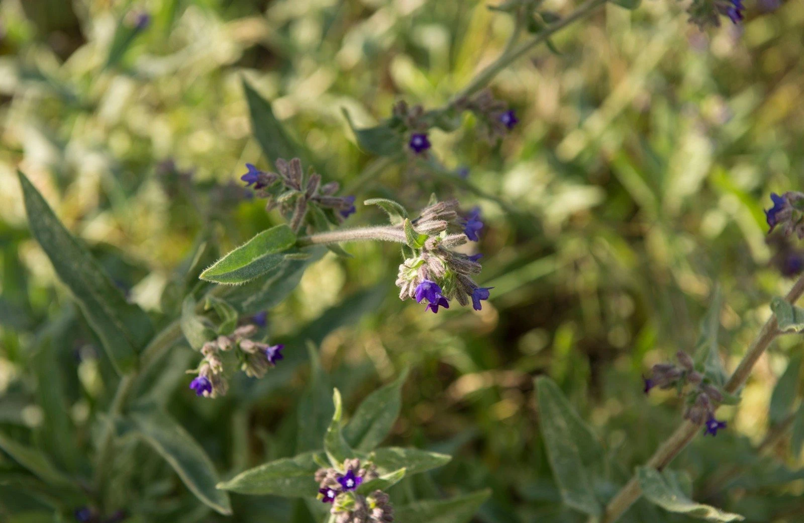 De natuur van vlieland 2