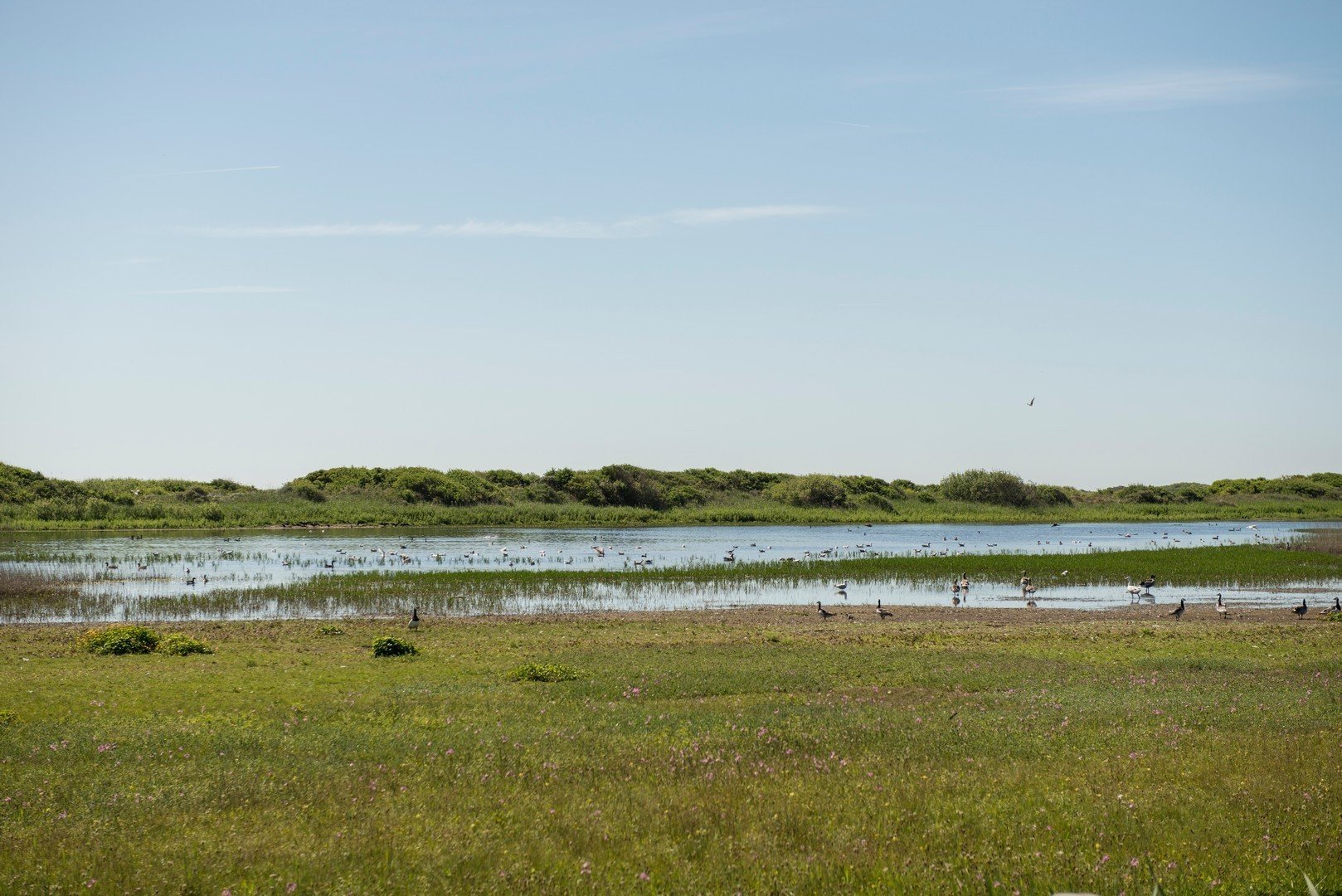 Natuur van vlieland 5