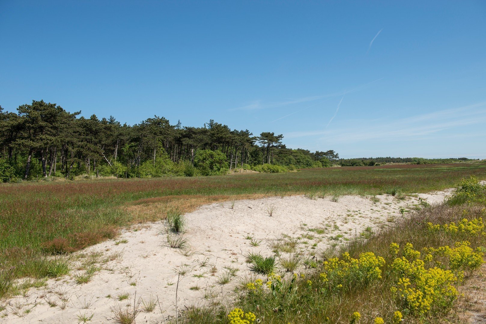 Natuur van vlieland 6