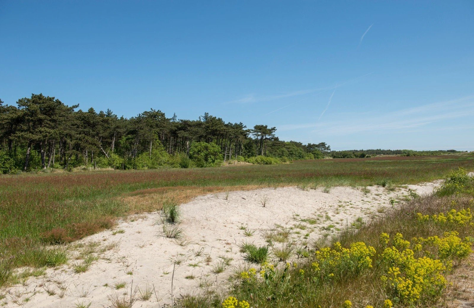 Natuur van vlieland 6