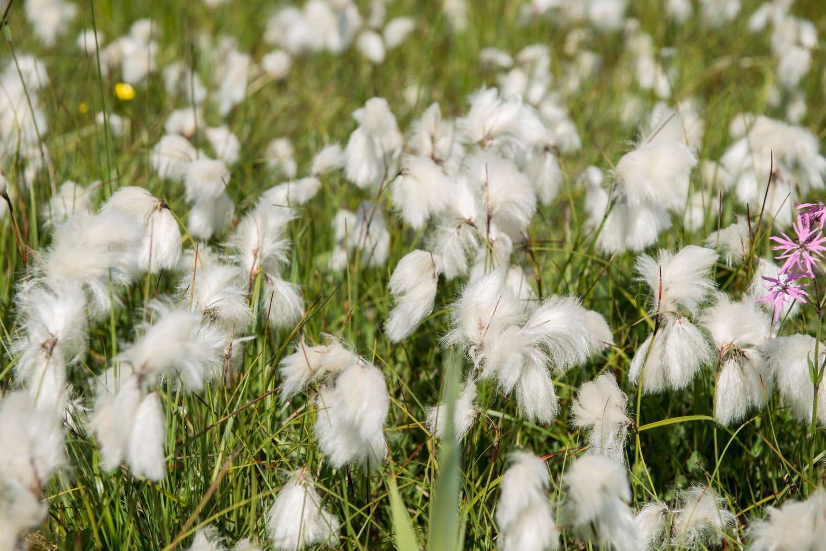 Natuur van vlieland 7