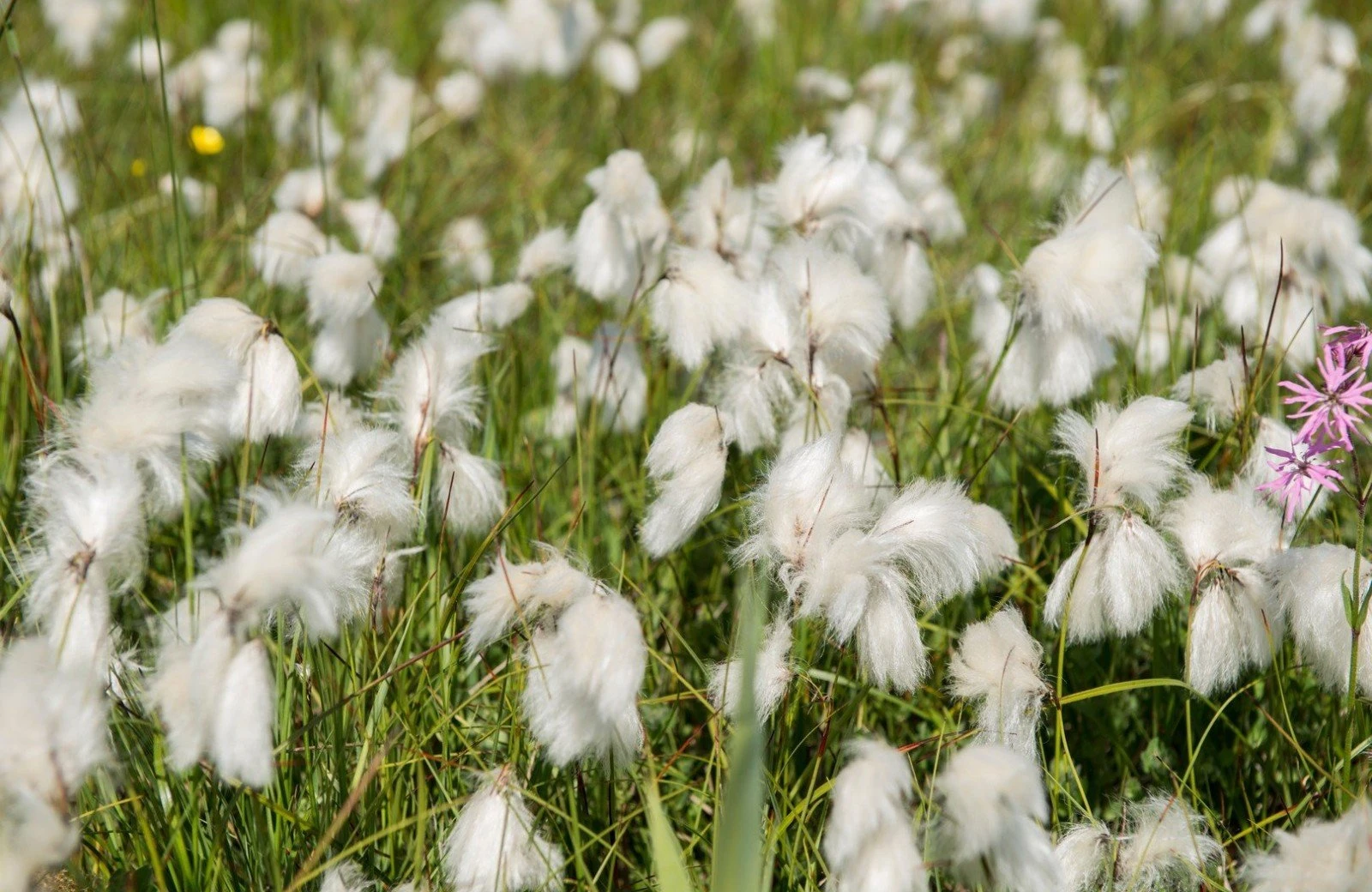 Natuur van vlieland 7