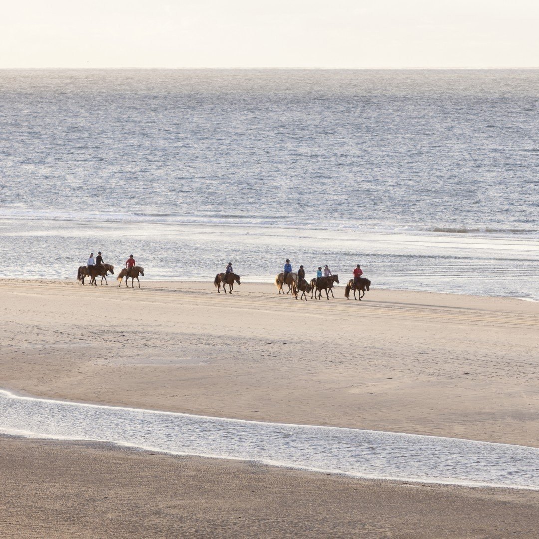 Paardenrijden op vlieland