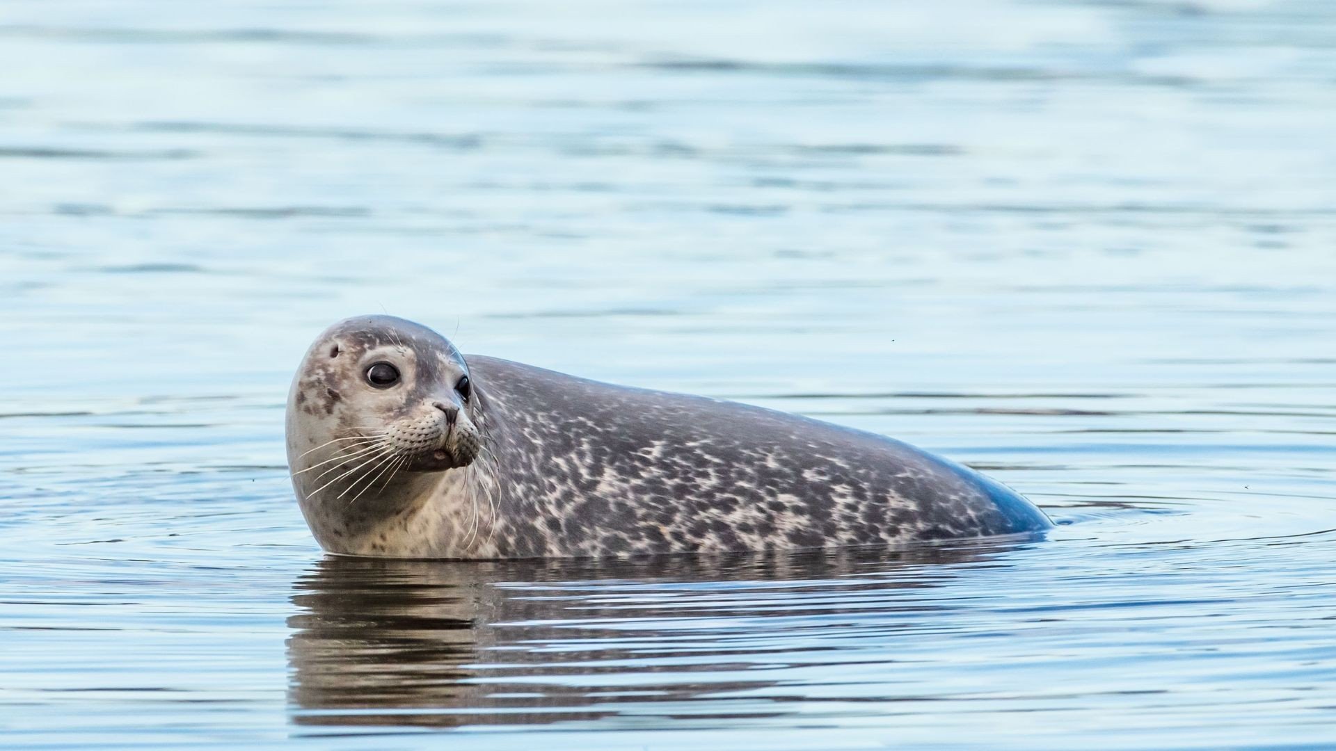 Zeehond op vlieland