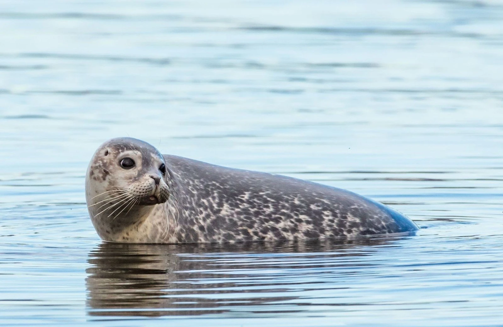 Zeehond op vlieland